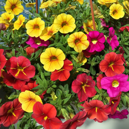 Produzioni Vivai Maserati E. & Pezza M. ss