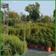 Realizzazione giardini e aree verdi
