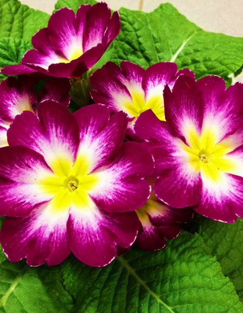 piante da esterno piacenza, piante da interno piacenza, fiori artificiali piacenza